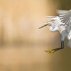 Seidenreiher im Anflug