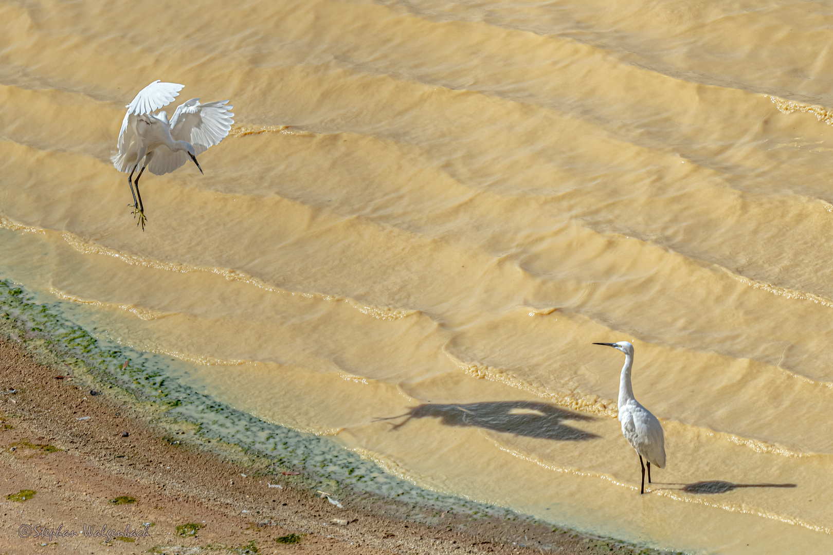 Seidenreiher im Anflug