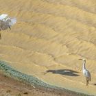 Seidenreiher im Anflug