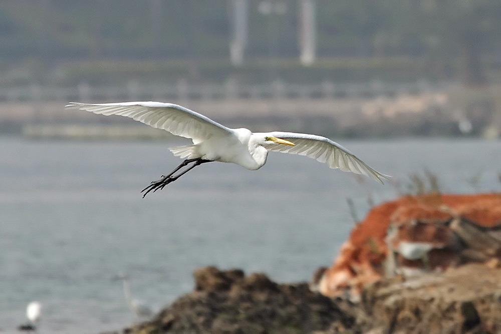 Seidenreiher im Anflug (Reload)