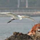 Seidenreiher im Anflug (Reload)