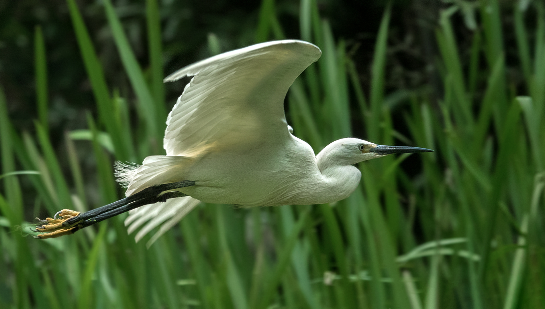 Seidenreiher im Flug 002