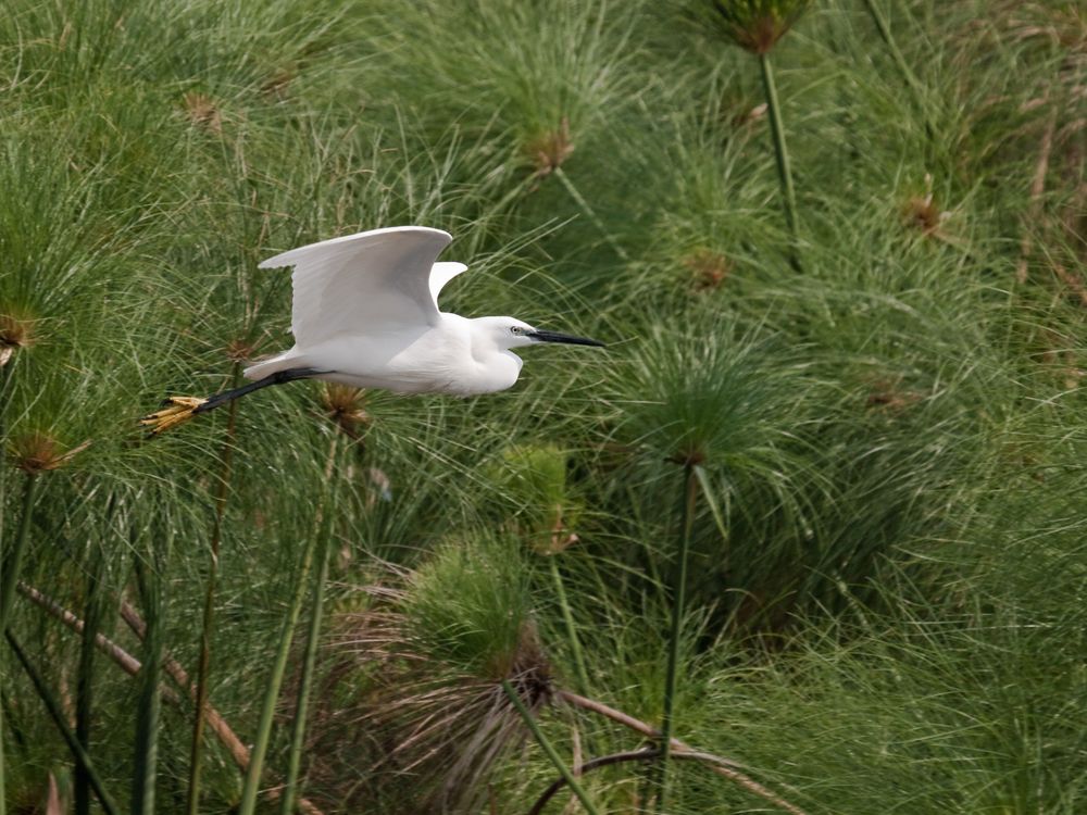 Seidenreiher im Flug