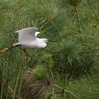 Seidenreiher im Flug