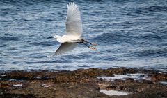 Seidenreiher im Flug