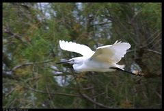 Seidenreiher im Flug