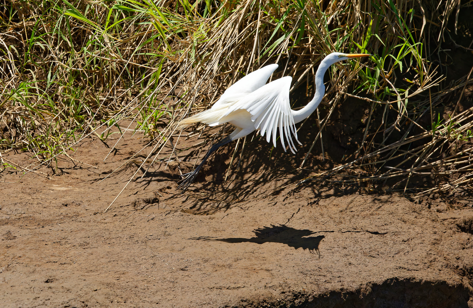 Seidenreiher im Flug