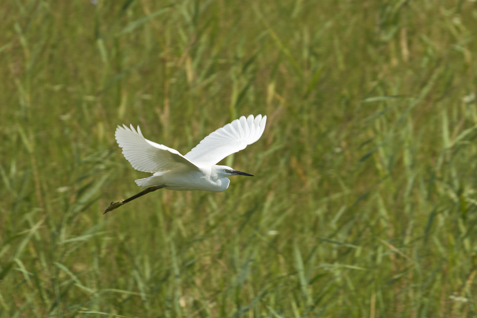 Seidenreiher im Flug