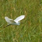 Seidenreiher im Flug