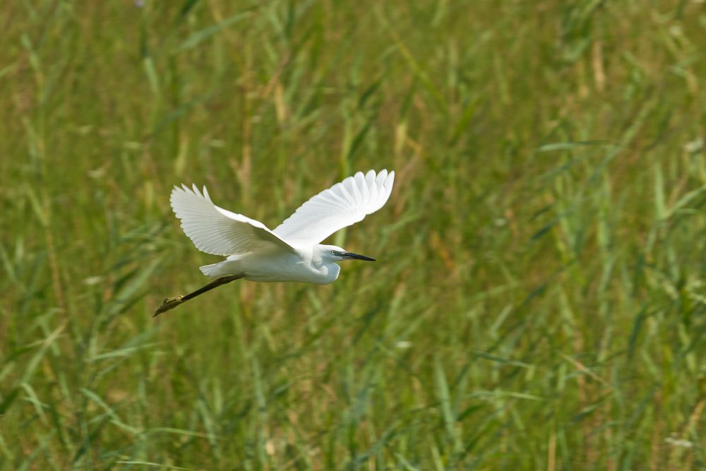 Seidenreiher im Flug