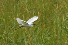 Seidenreiher im Flug