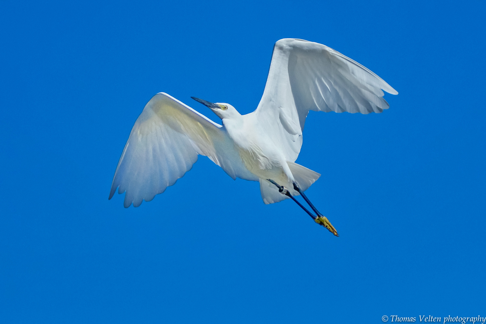 Seidenreiher im Flug