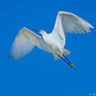 Seidenreiher im Flug