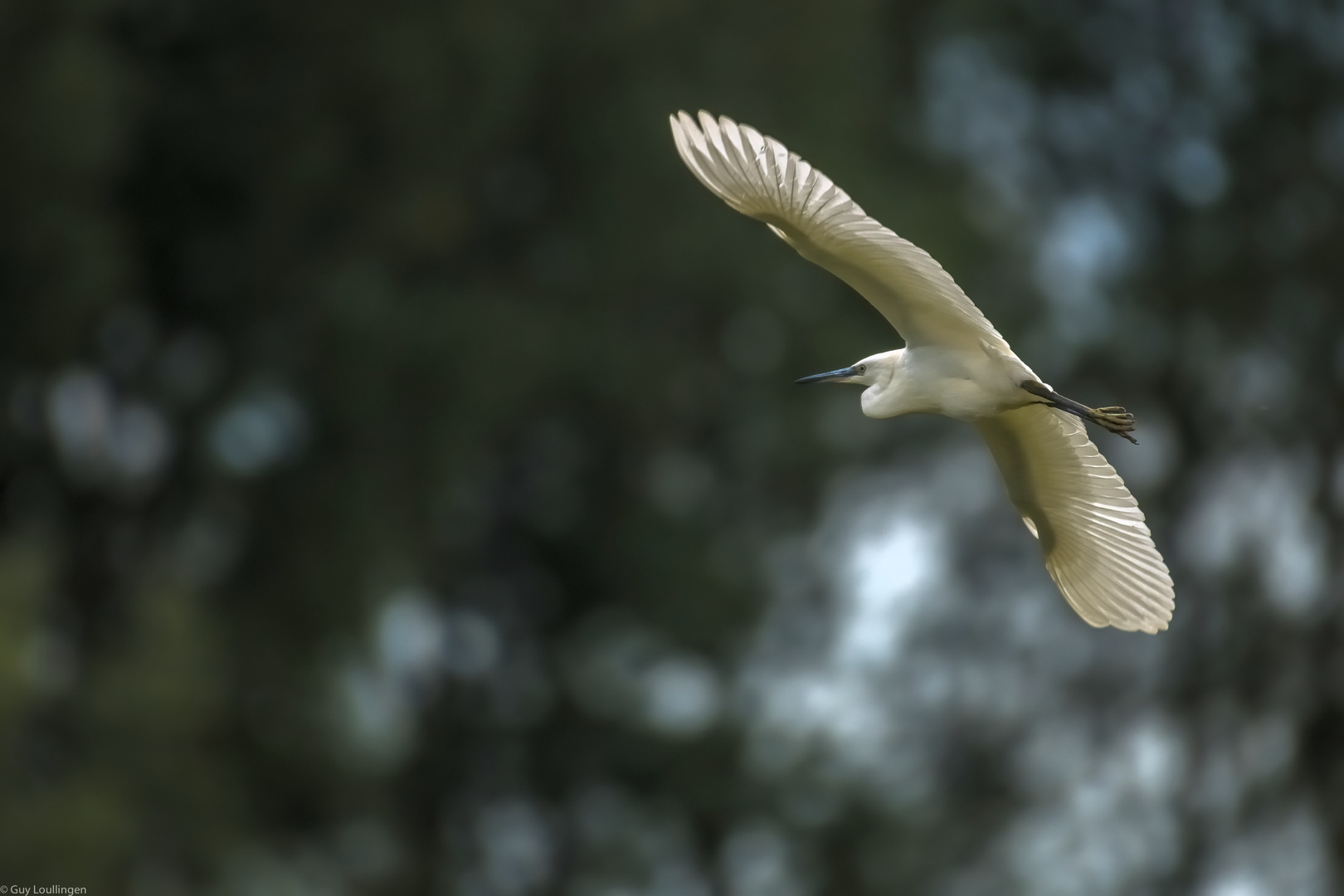 Seidenreiher im Gleitflug