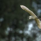 Seidenreiher im Gleitflug