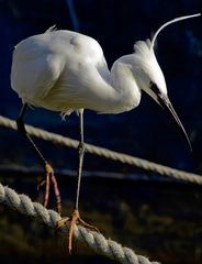 Seidenreiher im Hafen...