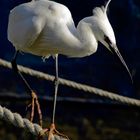 Seidenreiher im Hafen...