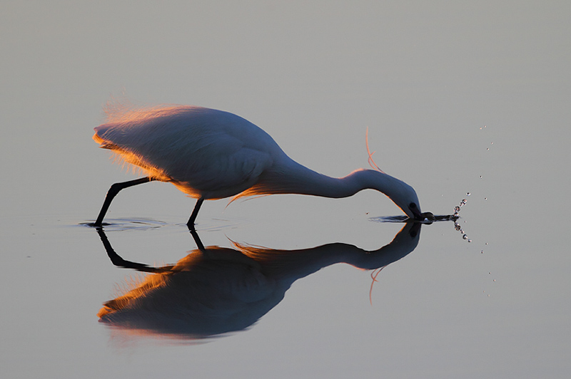 Seidenreiher im schönsten Abendlicht