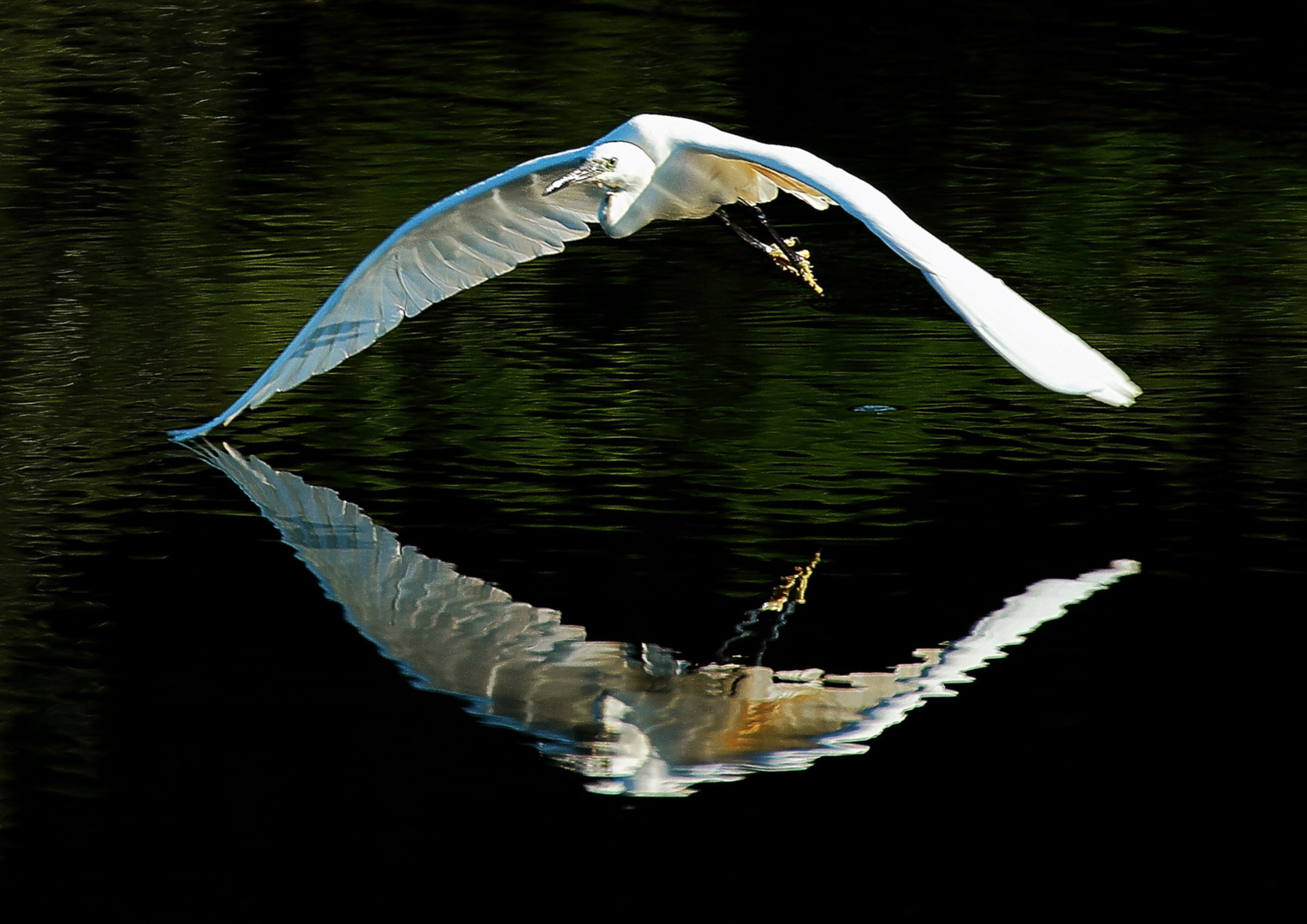 Seidenreiher im Tiefflug