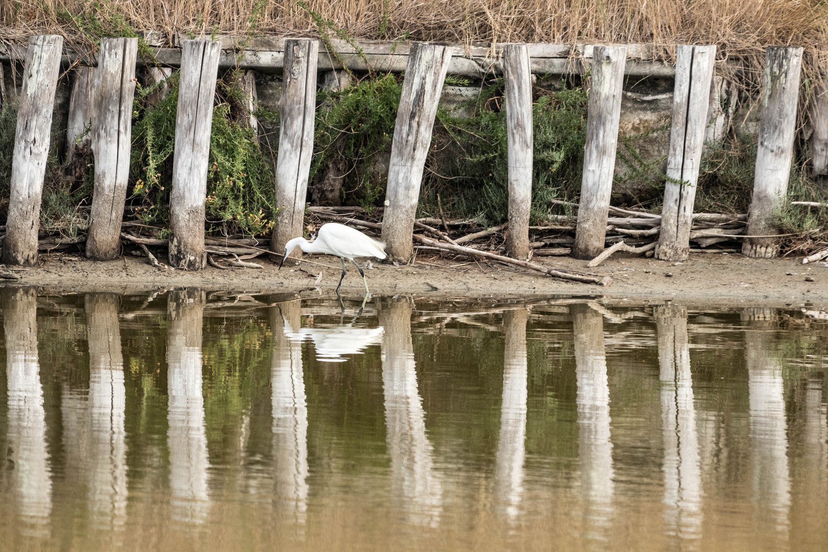 Seidenreiher in den Lagunen von Comacchio