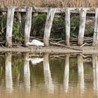 Seidenreiher in den Lagunen von Comacchio