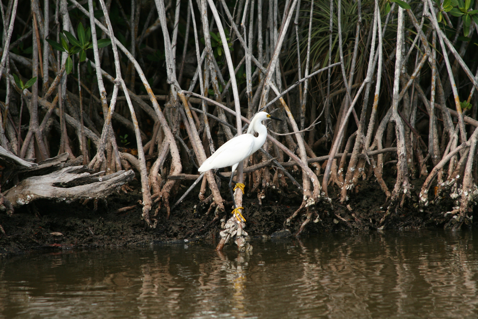 Seidenreiher in den Mangroven 