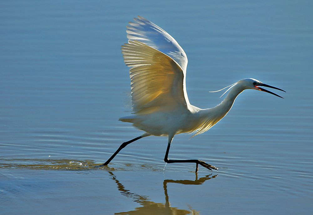 Seidenreiher in der Albufera/Mallorca beim Fischfang