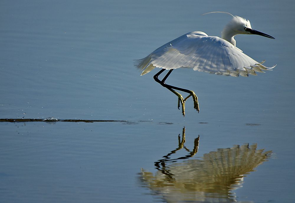 Seidenreiher in der Albufera/Mallorca