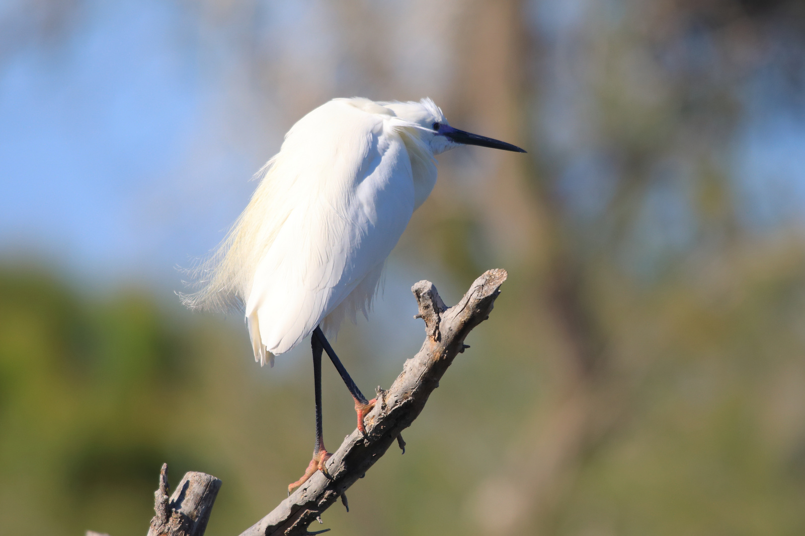 Seidenreiher in der Camargue