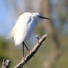 Seidenreiher in der Camargue