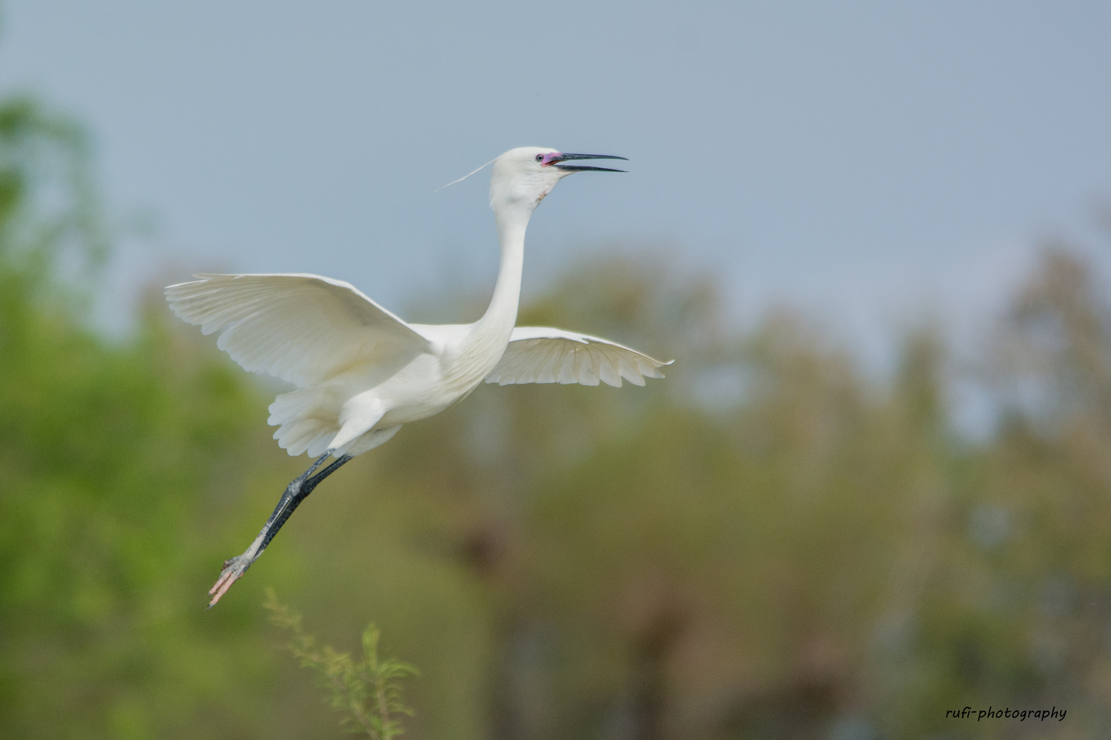 Seidenreiher in der Camargue