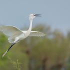 Seidenreiher in der Camargue