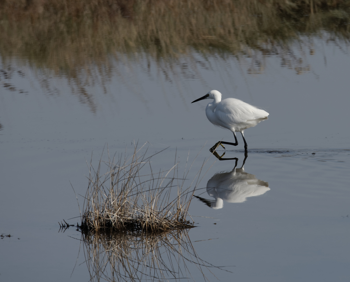 Seidenreiher in der Lagune bei Treporti