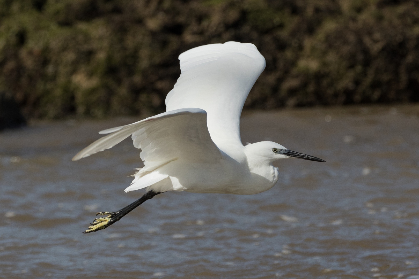 Seidenreiher in Essaouira