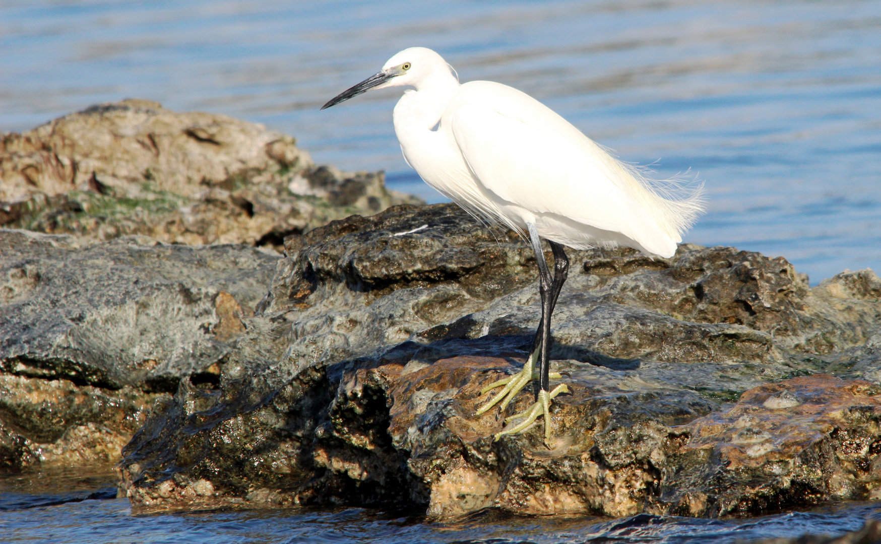 Seidenreiher in Pose gestellt