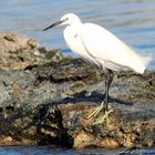 Seidenreiher in Pose gestellt