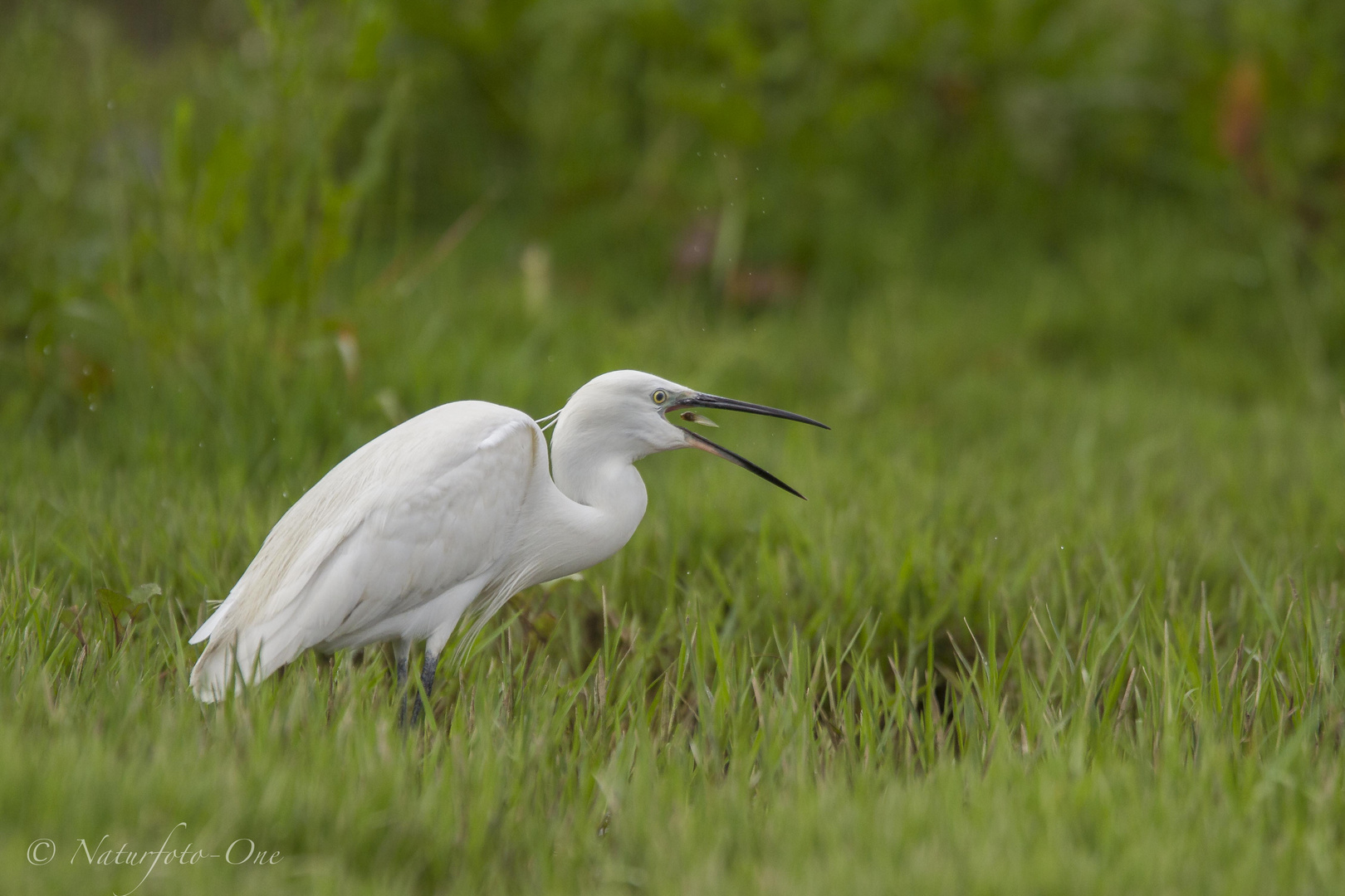 Seidenreiher, little Egret, egret garzetta