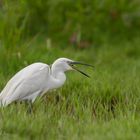 Seidenreiher, little Egret, egret garzetta