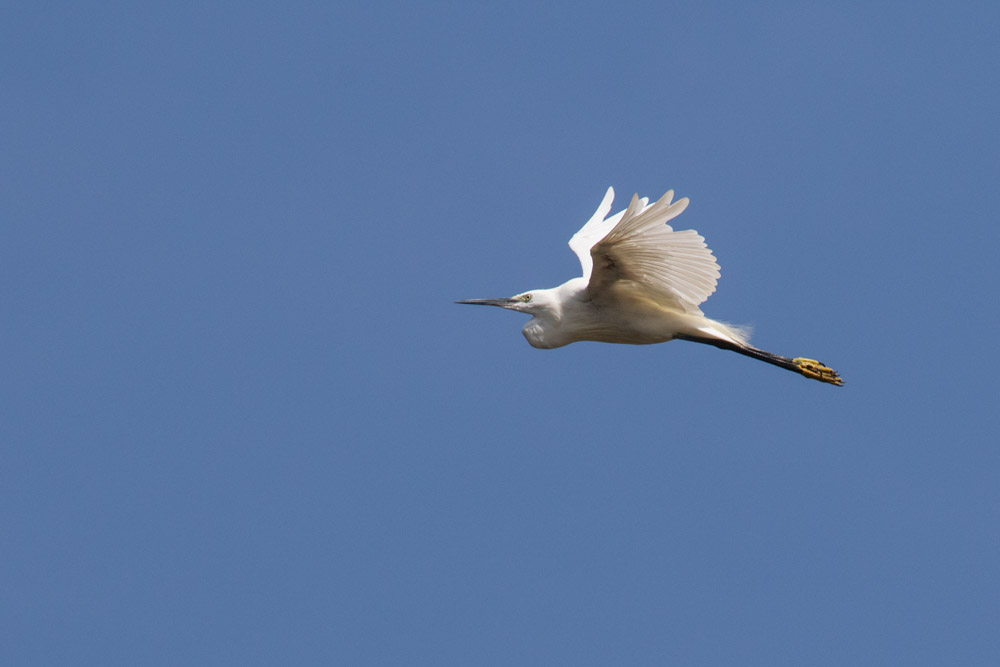 Seidenreiher Loire August 2015