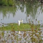 Seidenreiher machen Pause in Dortmund