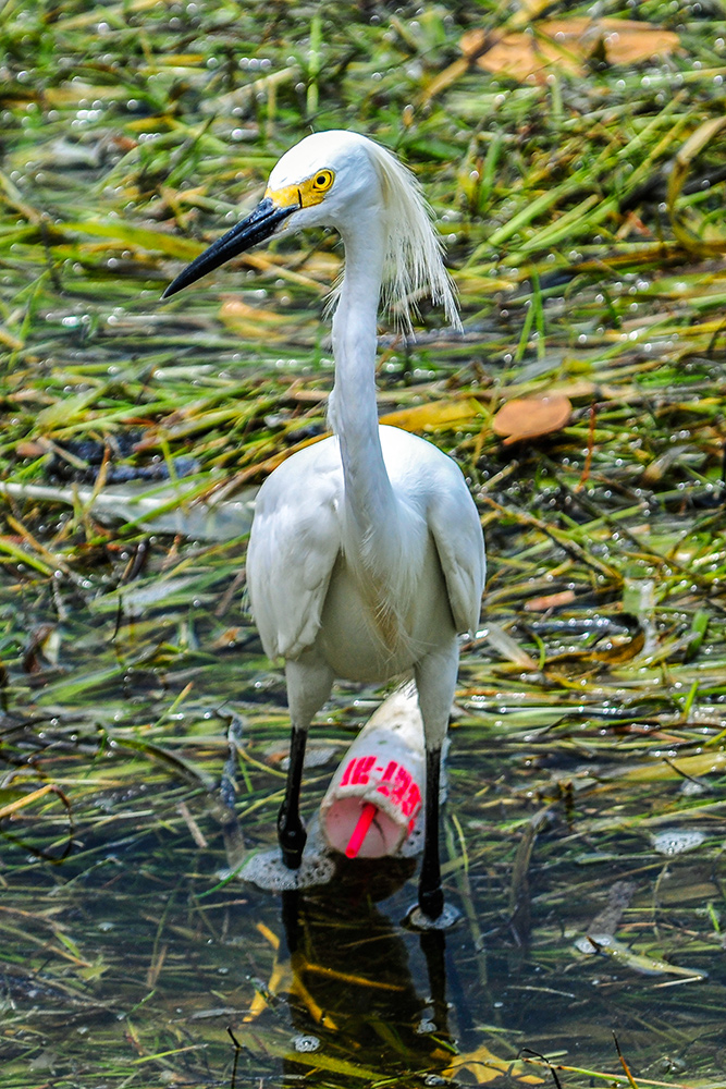 Seidenreiher mit Milchshake