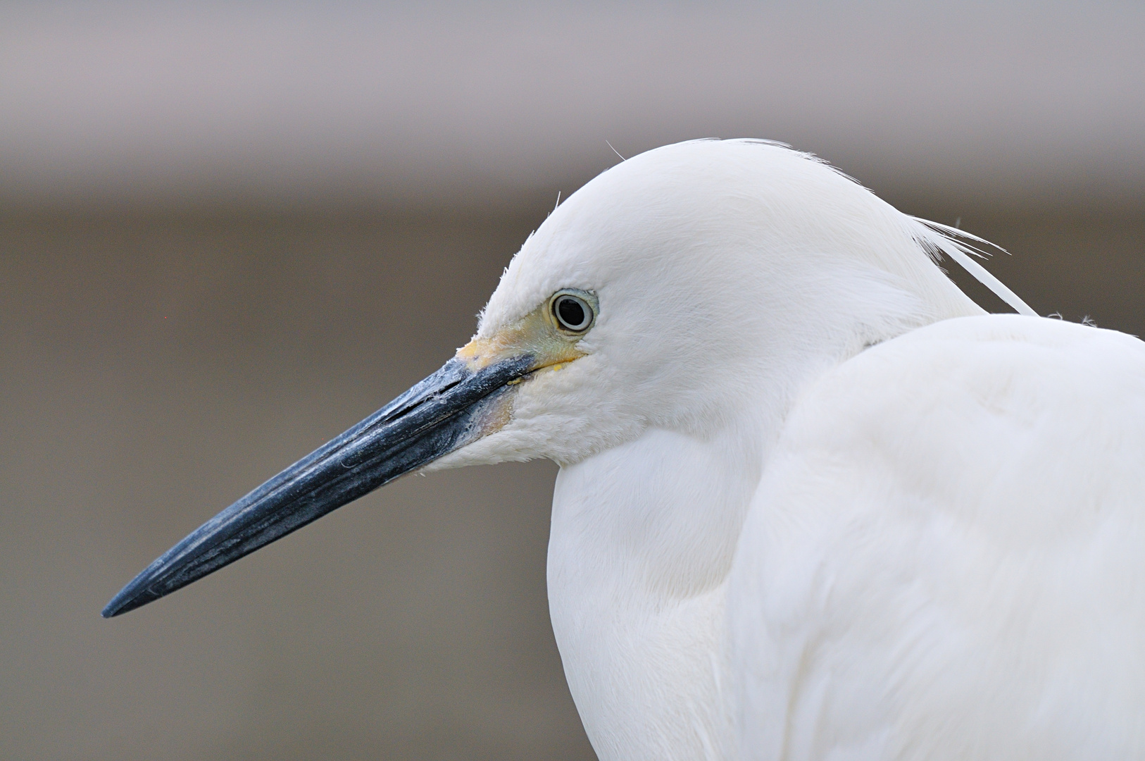 Seidenreiher Portrait