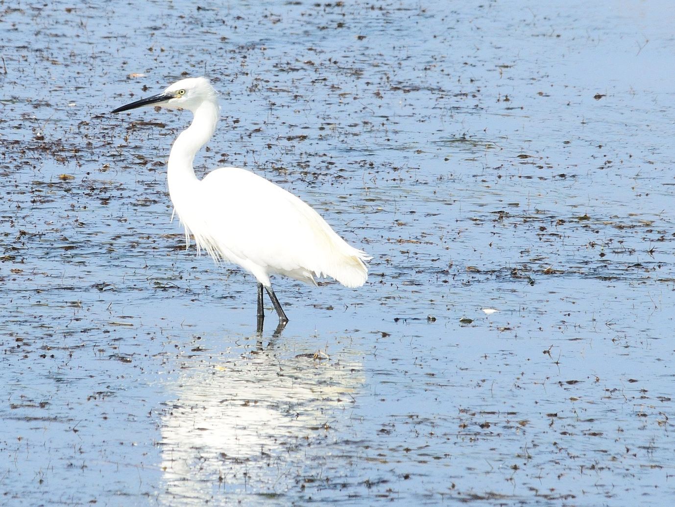 Seidenreiher, Spiegeltag 05.10.21, (Egretta garzetta), Garceta común