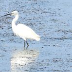 Seidenreiher, Spiegeltag 05.10.21, (Egretta garzetta), Garceta común