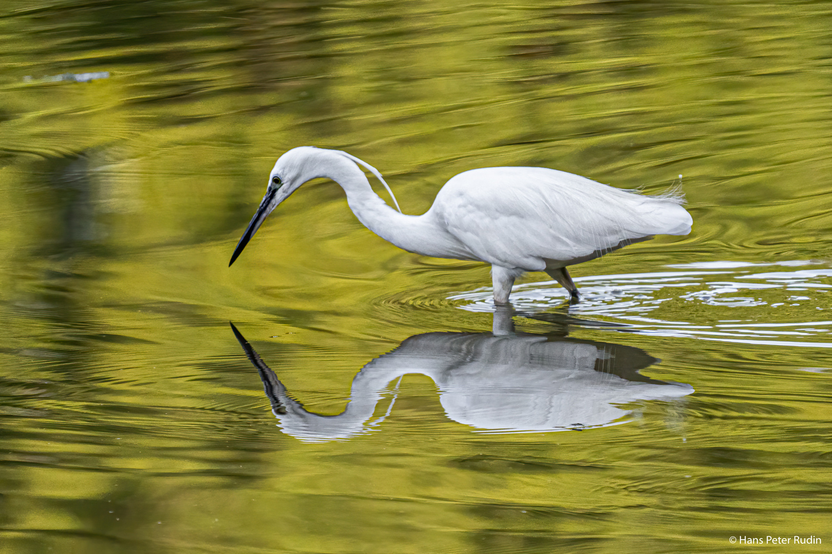 Seidenreiher – Spiegelung