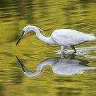 Seidenreiher – Spiegelung