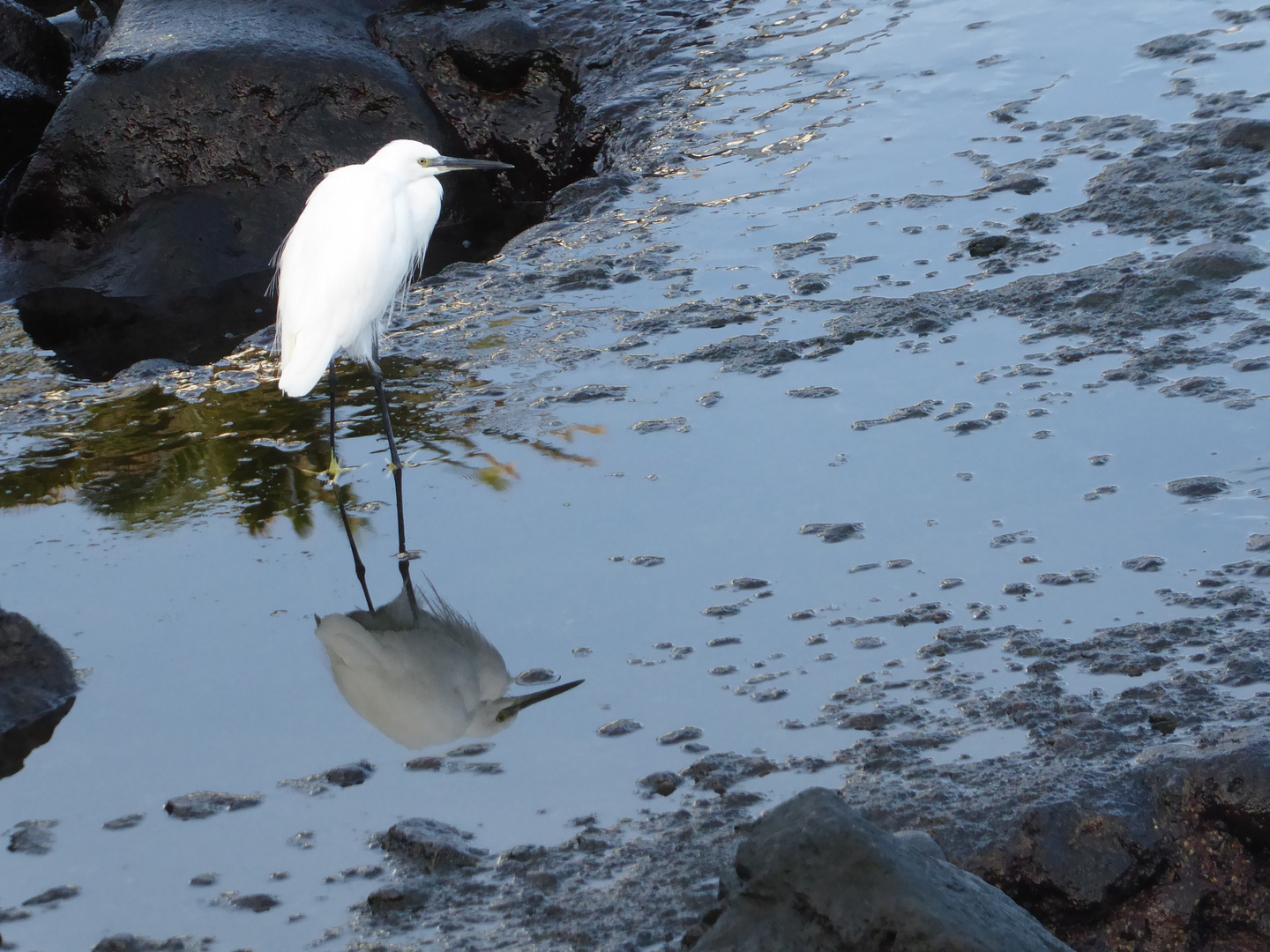 Seidenreiher Spiegelung...