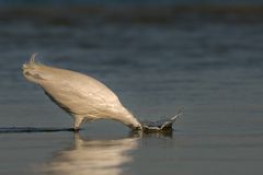 Seidenreiher sucht seine Eier :-)