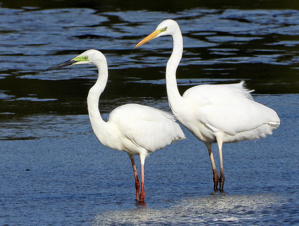 Seidenreiher und Silberreiher (?)