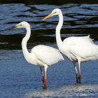 Seidenreiher und Silberreiher (?)